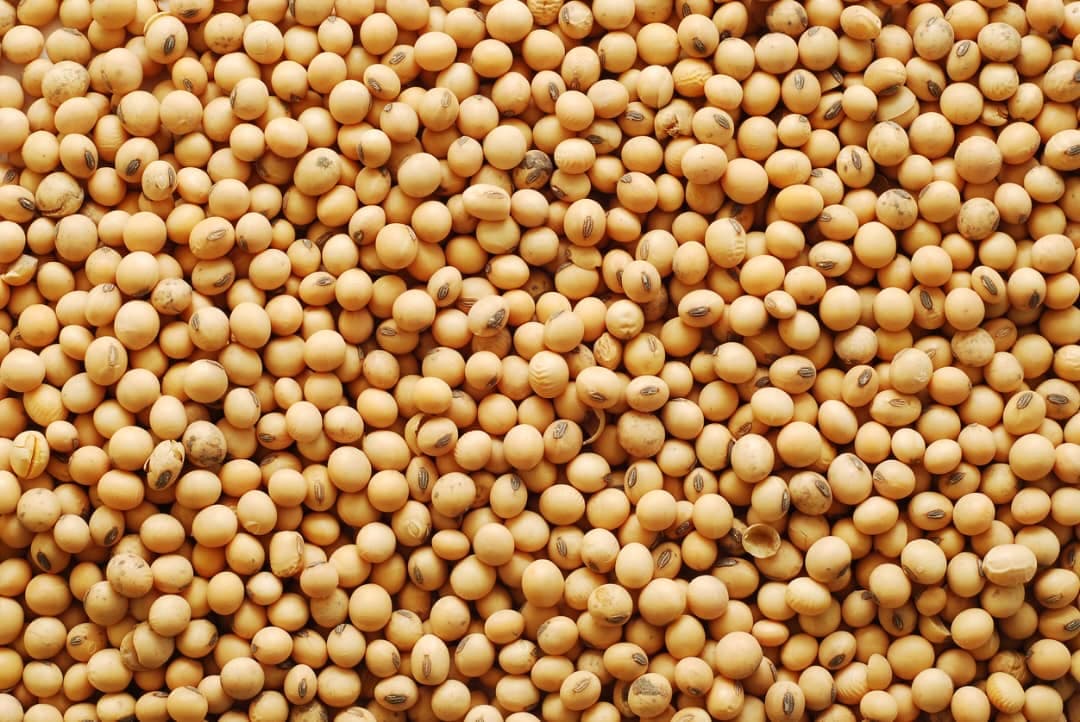 Yellow Soybeans